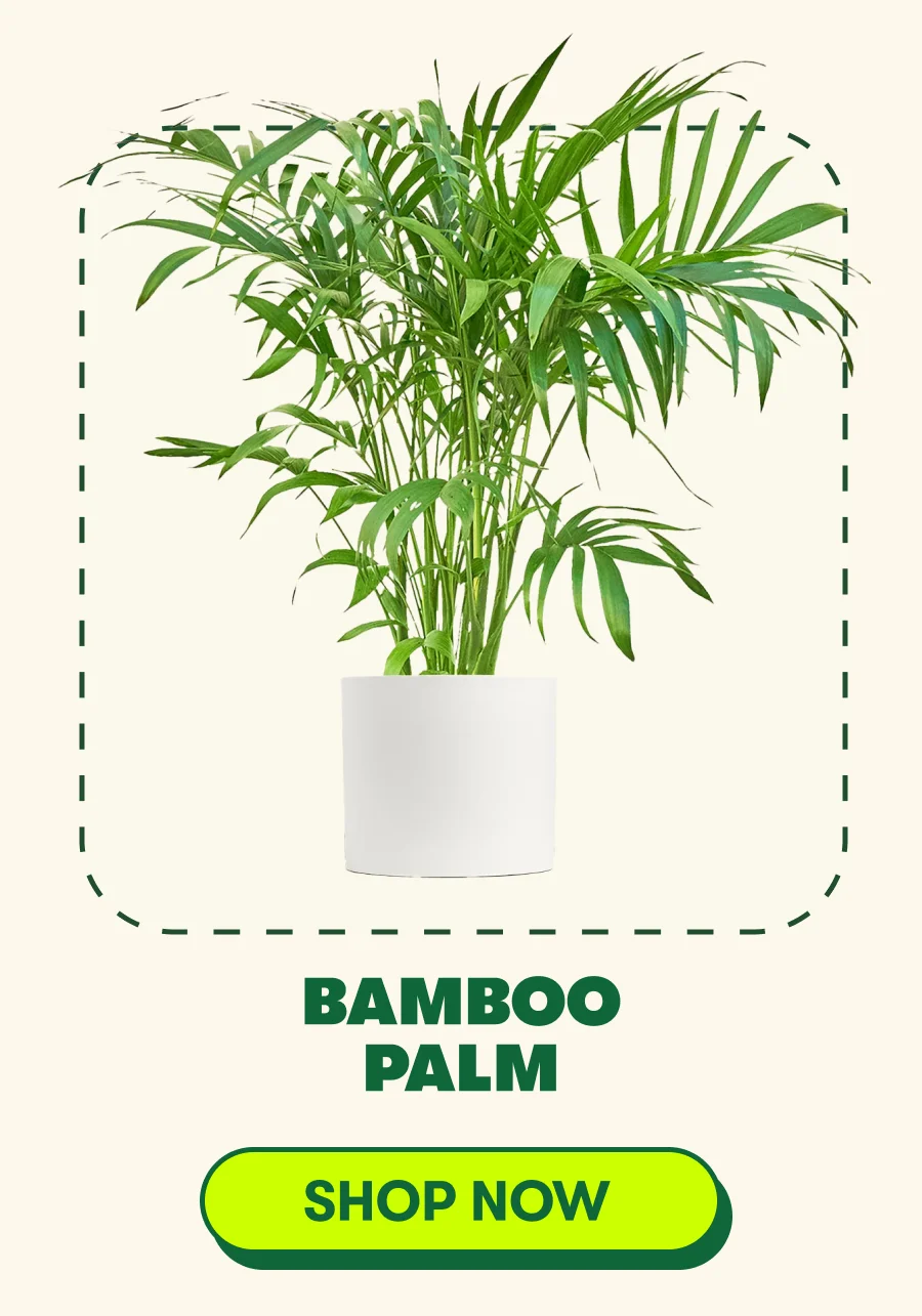 Bamboo Palm