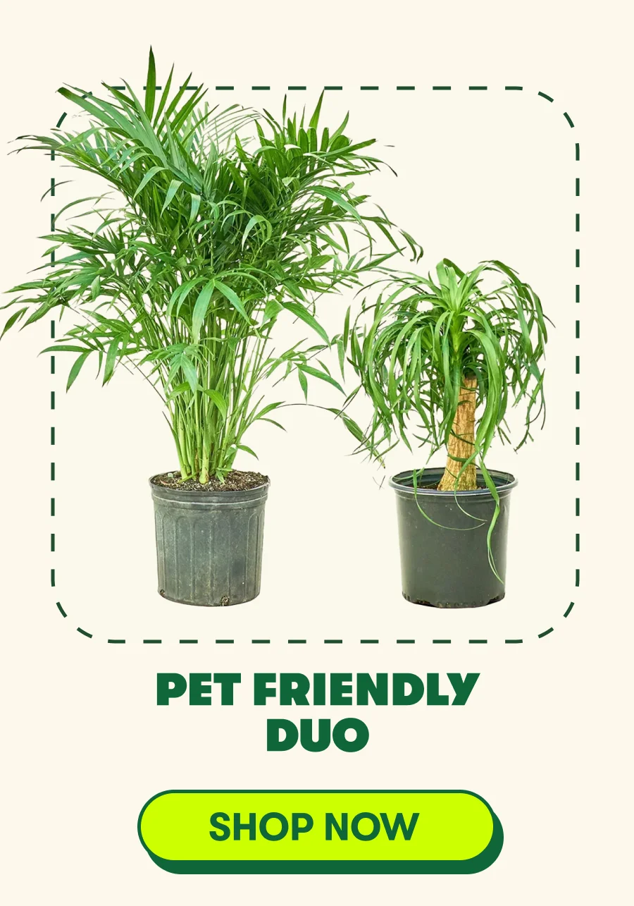 Pet Friendly Duo