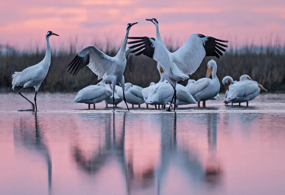 With pelicans in the back, two cranes spread their wings toward each other at sunrise