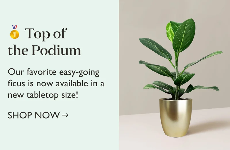 Back In Stock: Ficus Audrey - Shop Now