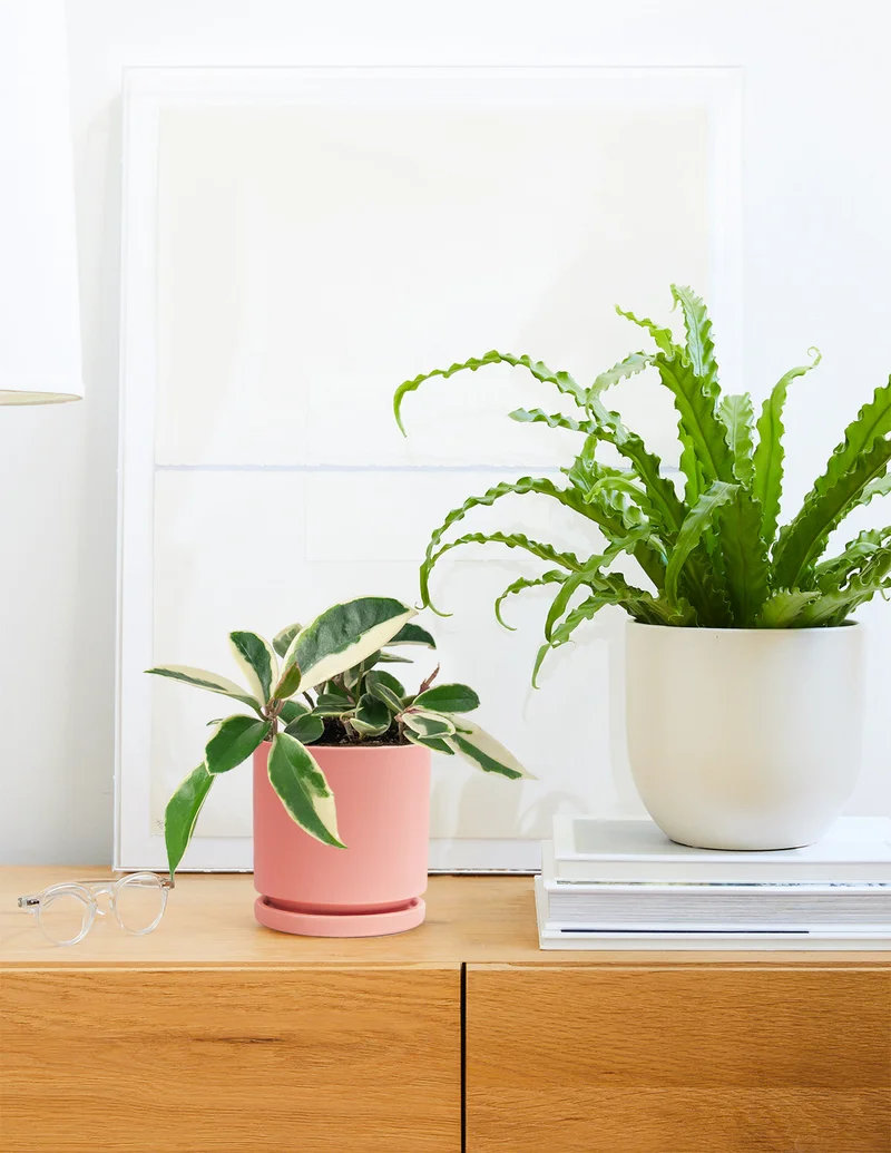Image of Isabella Planter, 4-inch