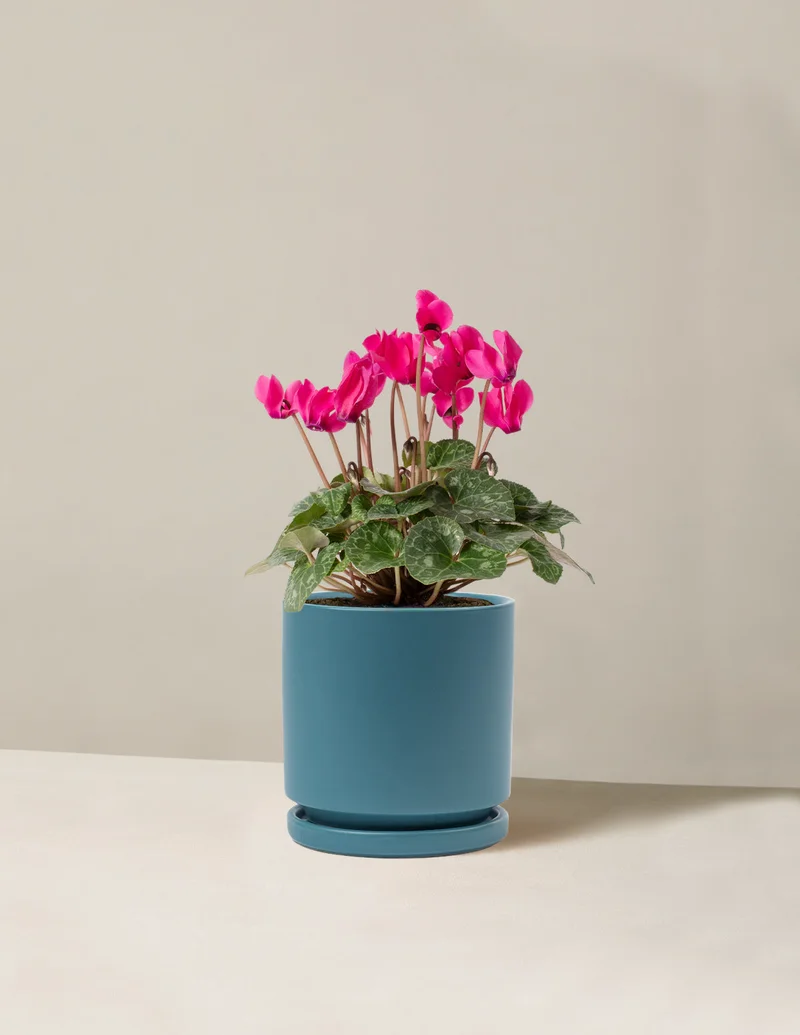 Image of Cyclamen