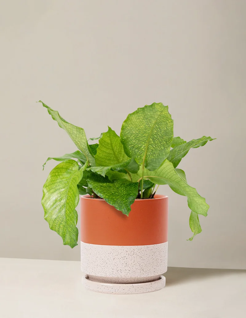 Image of Calathea Musaica