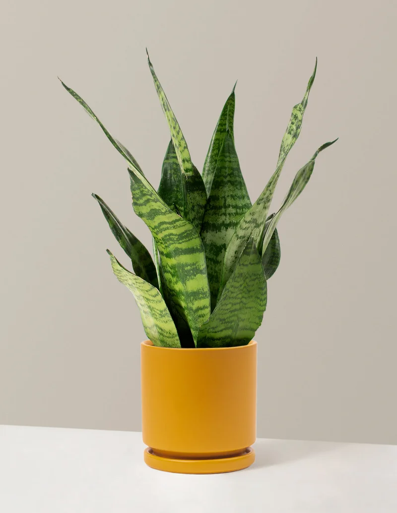 Image of Snake Plant Zeylanica
