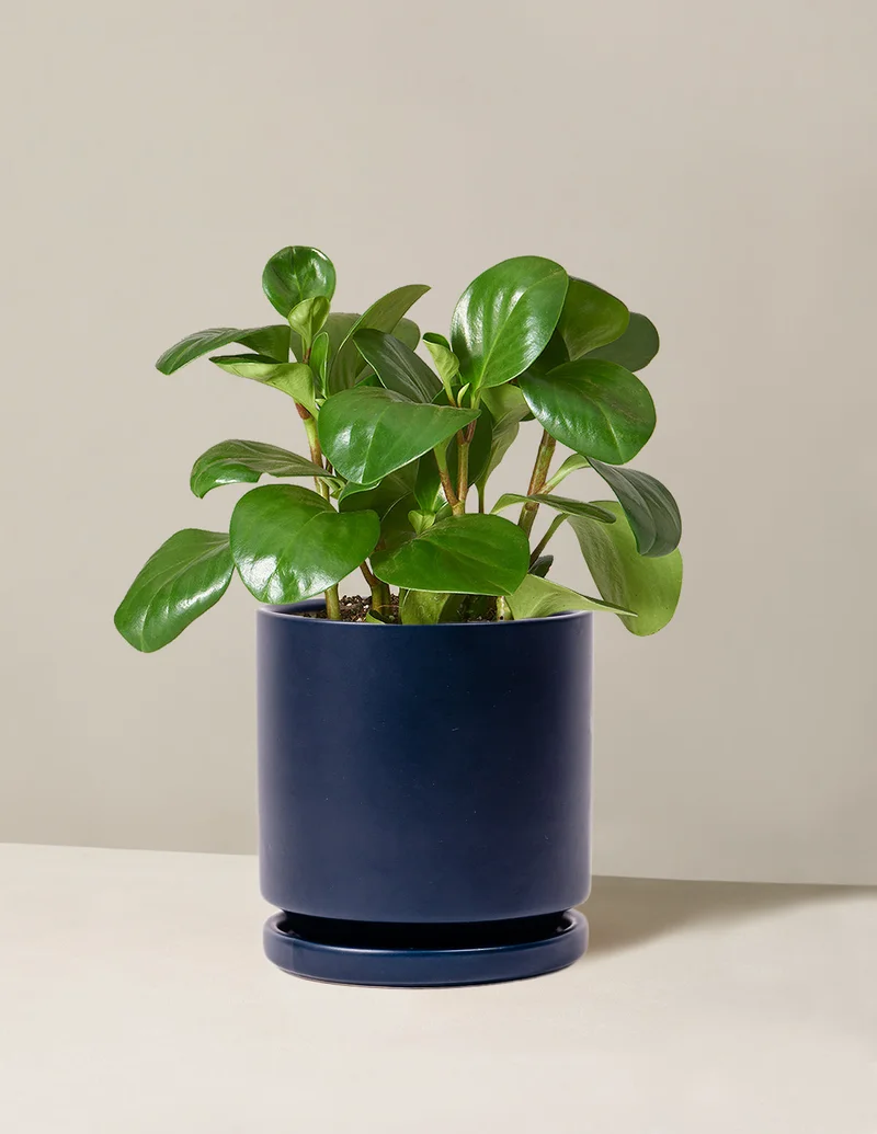 Image of Peperomia Obtusifolia