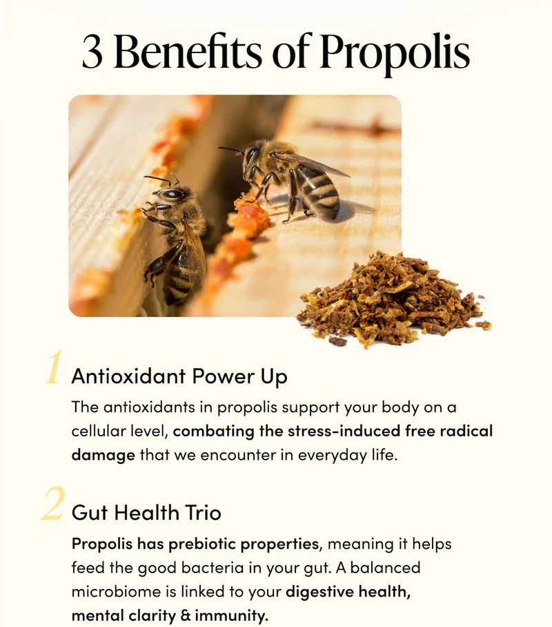 3 Benefits of Propolis (You Might Not Know)    Gut Health Hero     Propolis has prebiotic properties, meaning it helps feed the good bacteria in your gut. A balanced microbiome is linked to your digestive health, mental clarity & immunity.    Antioxidant Power Up      The antioxidants in propolis support your body on a cellular level, combating the stress-induced free radical damage that we encounter in everyday life.