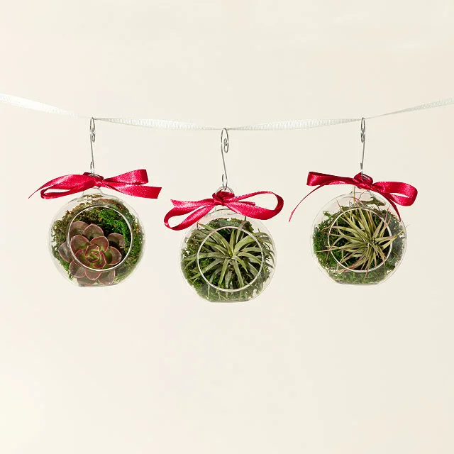 Live Holiday Ornament Trio