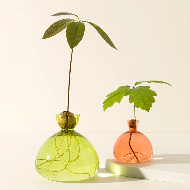 Avocado Vase