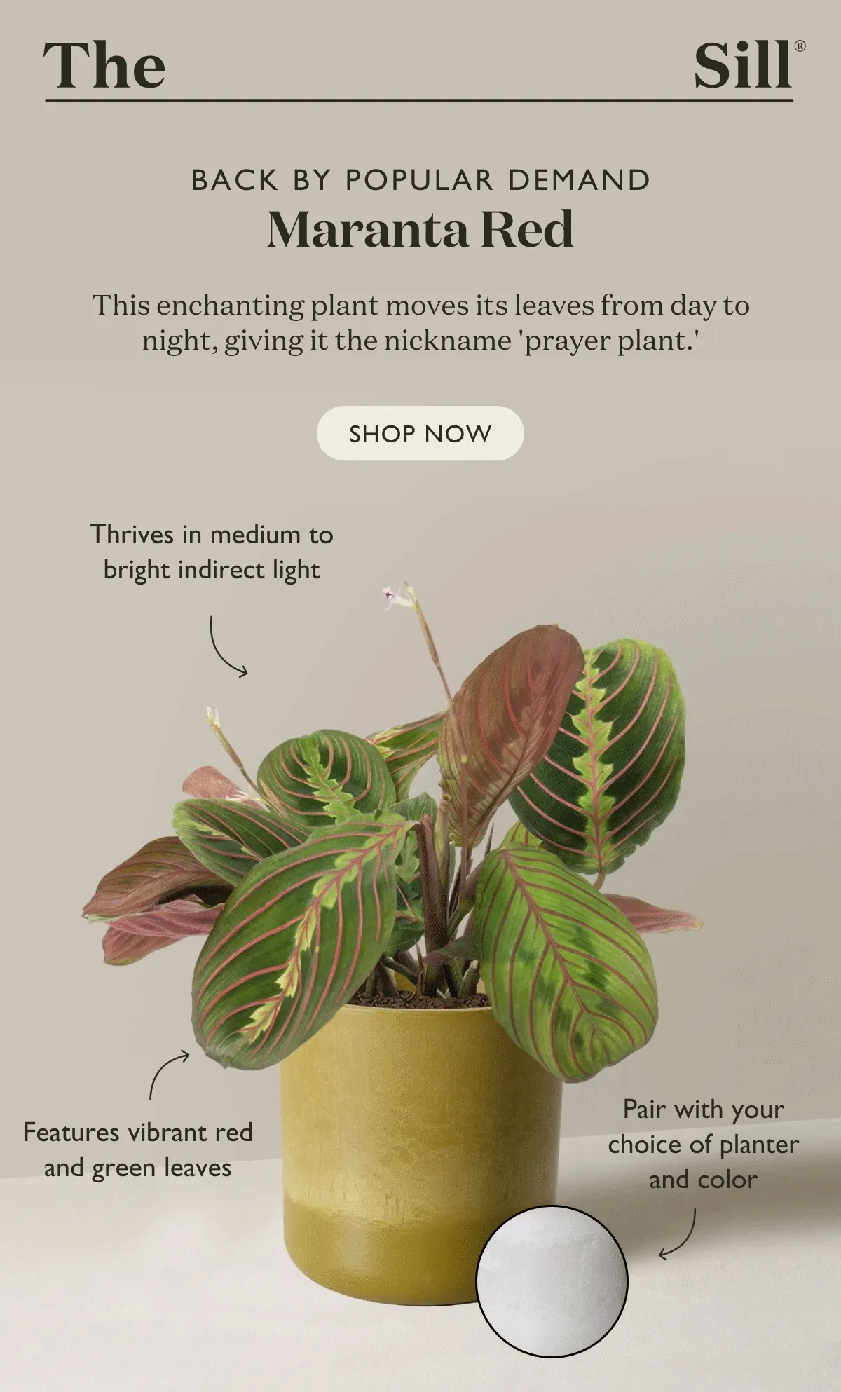 Back by popular demand, the enchanting Maranta Red moves its leaves from day to night, giving it the nickname prayer plant. Scoop yours up today.