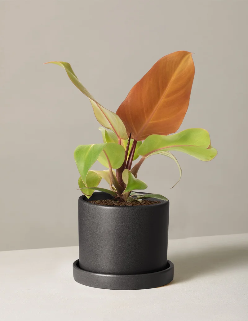 Image of Philodendron McColley’s Finale
