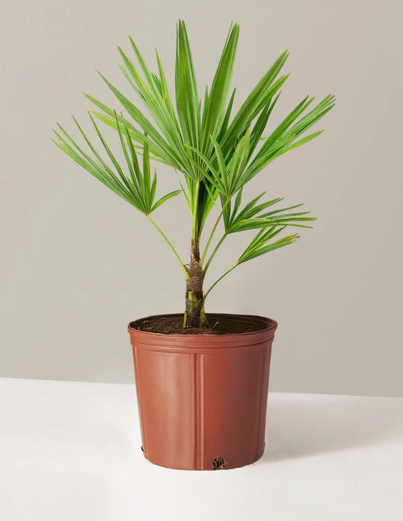 Image of Large Windmill Palm