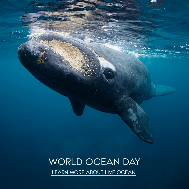 WORLD OCEAN DAY - LEARN MORE ABOUT LIVE OCEAN