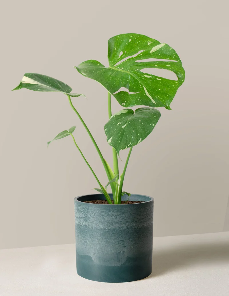 Image of Monstera Thai Constellation