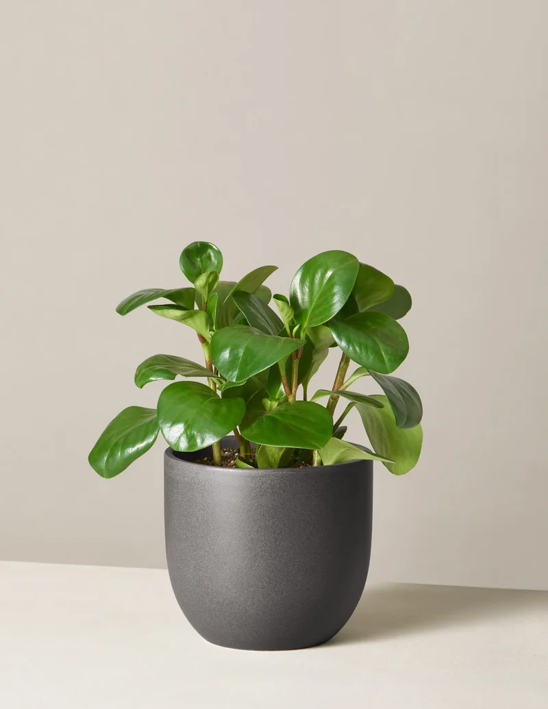 Image of Peperomia Obtusifolia
