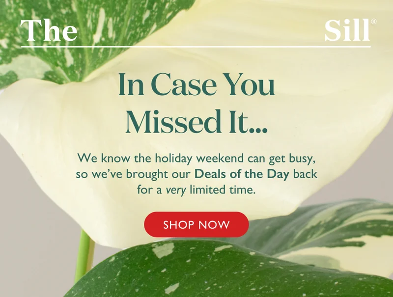 We know the holiday weekend can get busy, we we've brought our Deals of the Day back for a very limited time. Shop now!