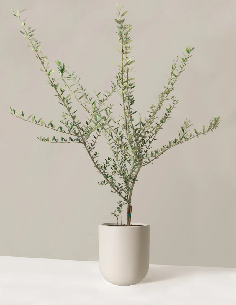Image of Large Olive Tree