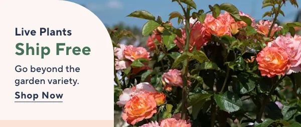 Martha Stewart Garden