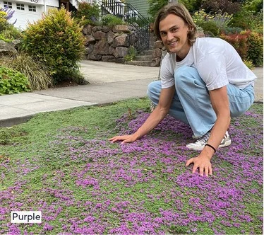 Roberta's 6pc Trample Me Flowering Thyme Live Plant