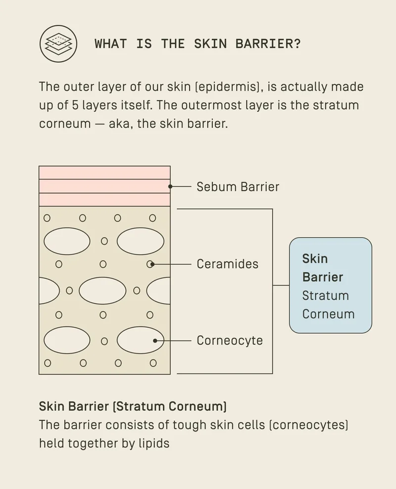 What is the skin barrier?