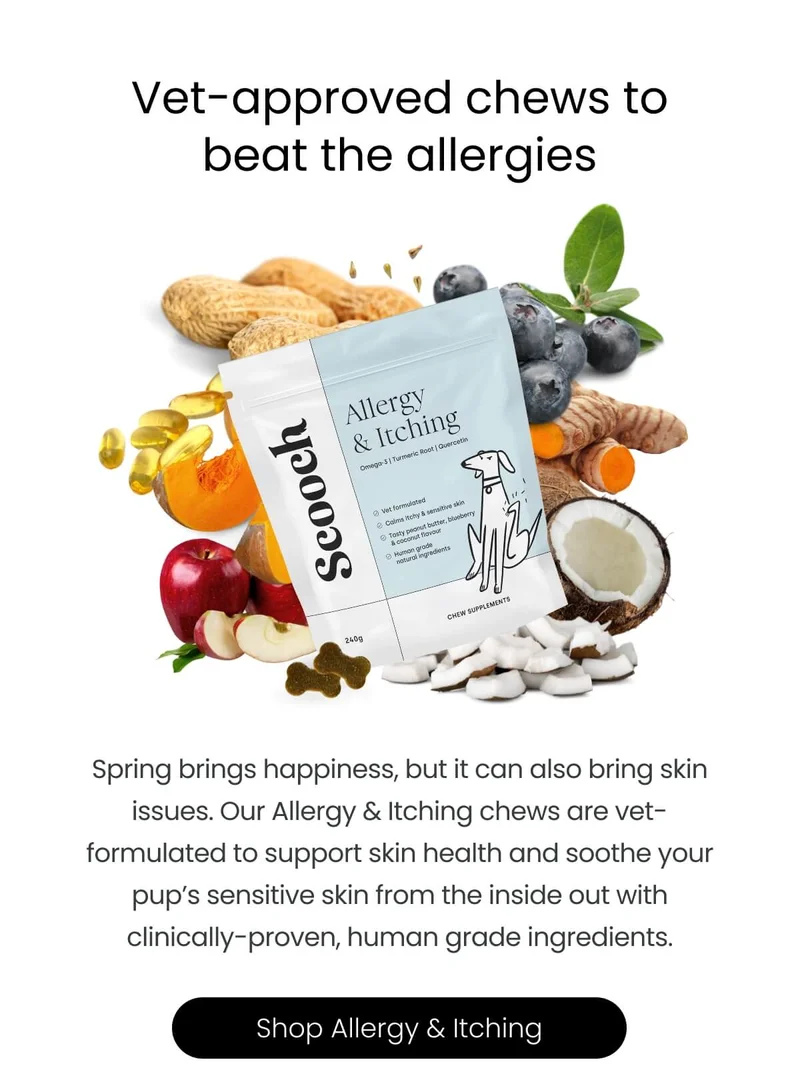 Vet-approved chews to beat the allergies - Shop Allergy & Itching