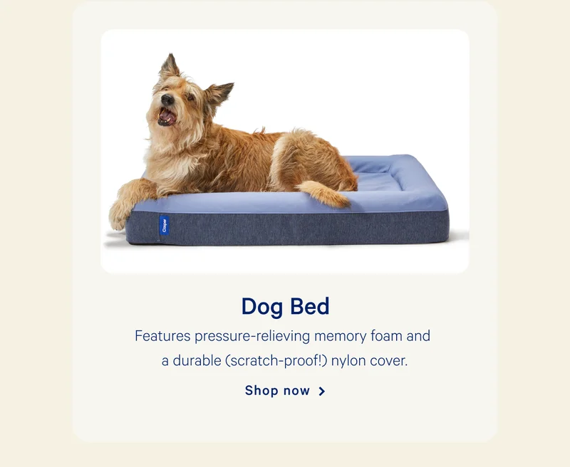 Dog Bed >> Shop now >>