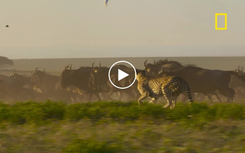 Still of the trailer for Cheetahs Up Close