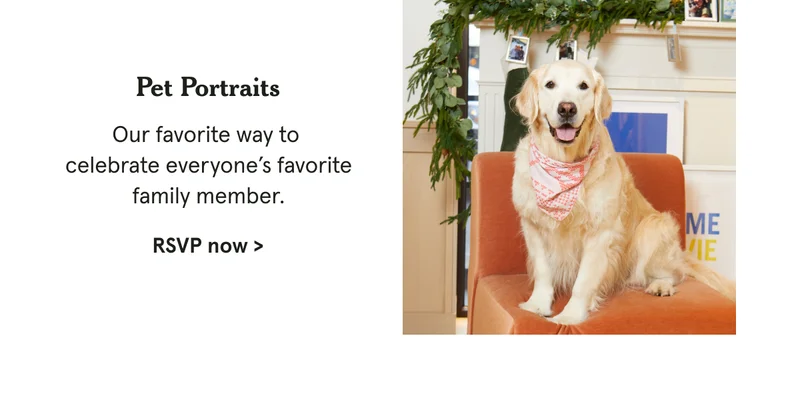Pet Portraits