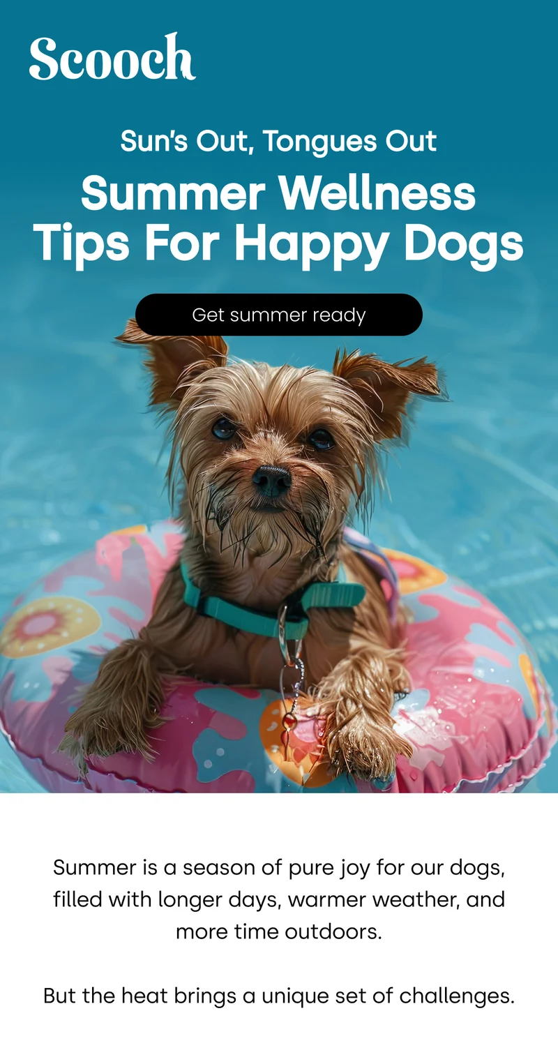 Sun’s Out, Tongues Out Summer Wellness  Tips for Happy Dogs