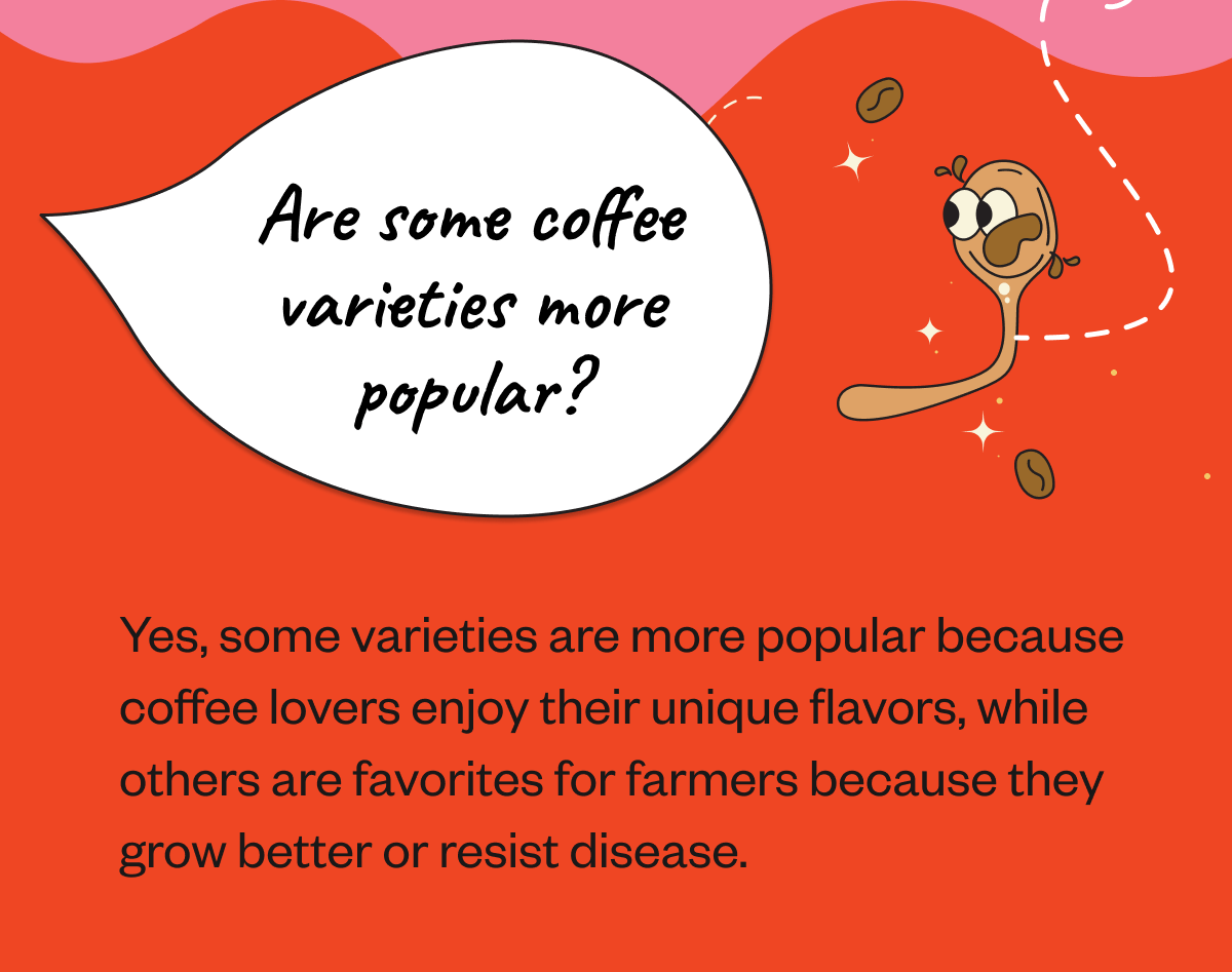Are some coffee varieties more popular? Yes, some varieties are more popular because coffee lovers enjoy their unique flavors, while others are favorites for farmers because they grow better or resist disease.