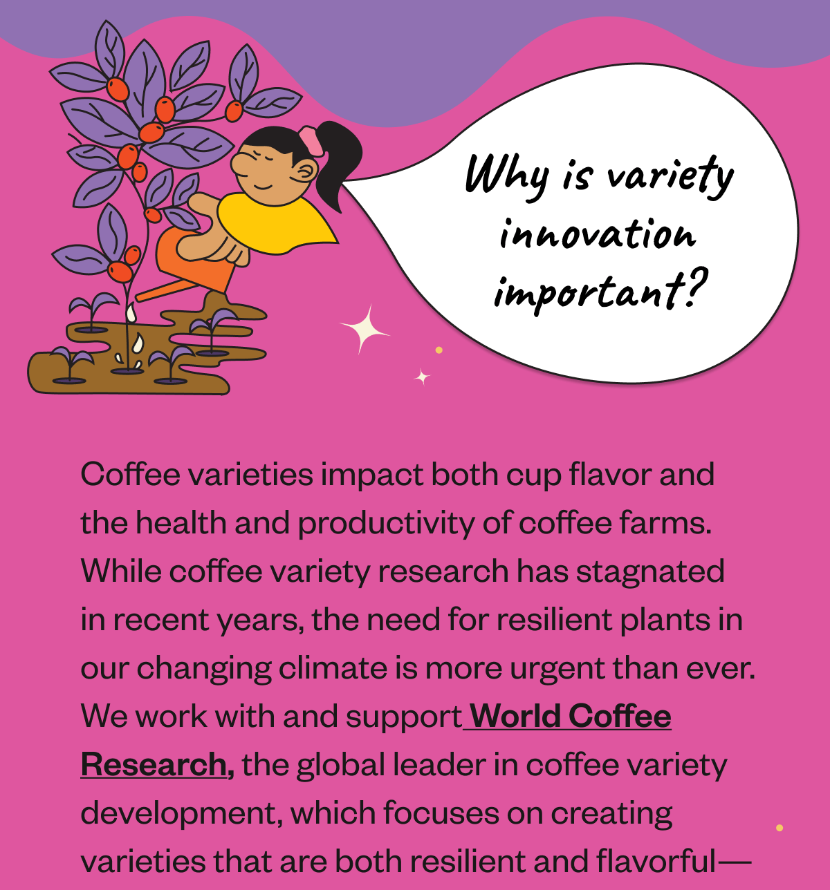 Why is variety innovation important? Coffee varieties impact both cup flavor and the health and productivity of coffee farms. While coffee variety research has stagnated in recent years, the need for resilient plants is more urgent than ever. We work with and support World Coffee Research, the global leader in coffee variety development, which focuses on creating varieties that are both resilient and flavorful—ensuring great coffee for our future.