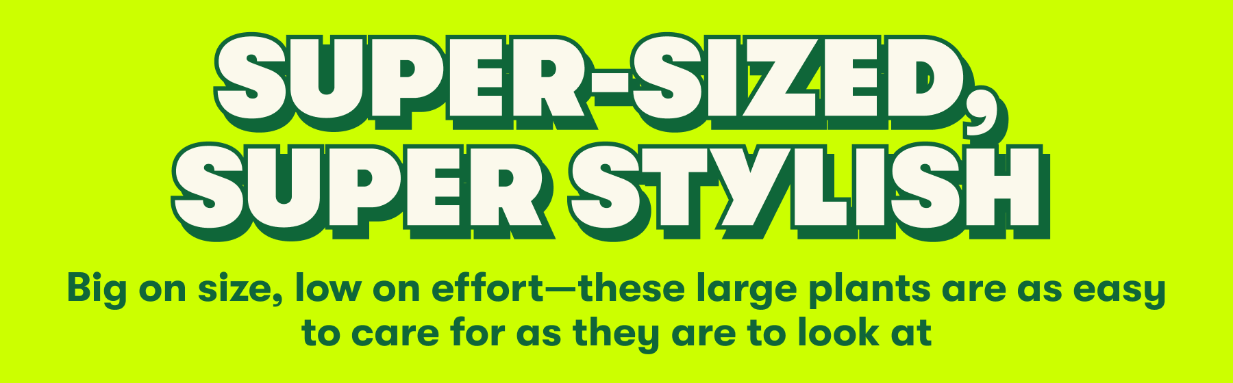 HOMEGROWN WITH LOVESUPER-SIZED, SUPER STYLISH  Big on size, low on effort—these large plants are as easy to care for as they are to look at