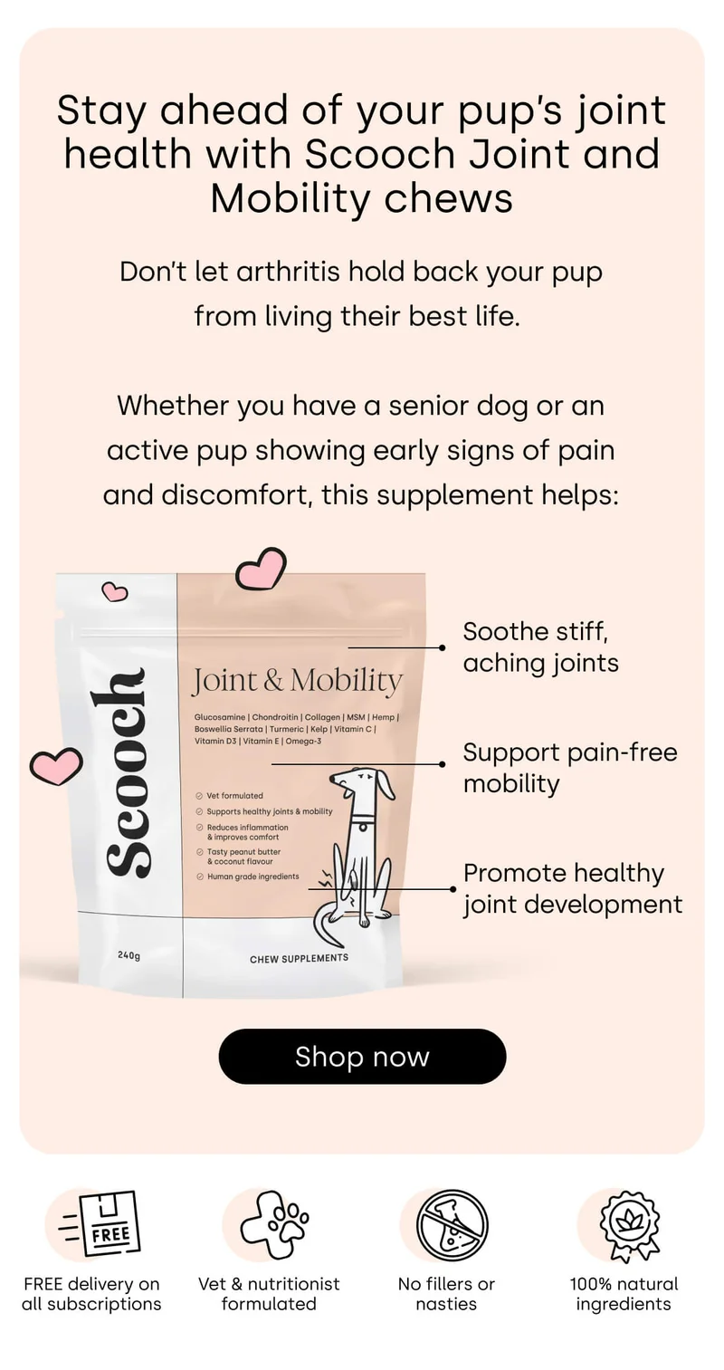 Stay ahead of your pup’s joint health - Shop Joint & Mobility