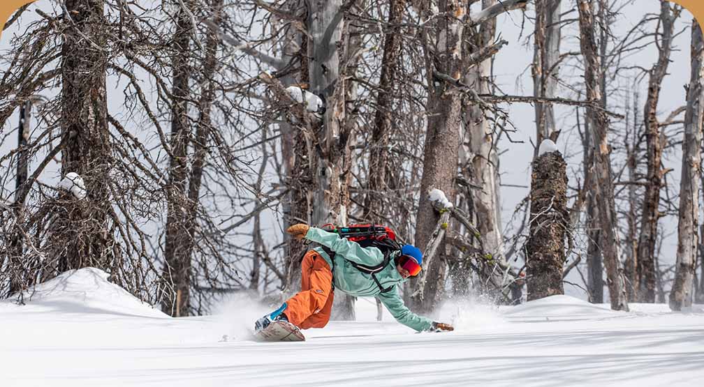 A snowboarder leans into a frontside turn on hardpacked snow in a forest of charred trees.