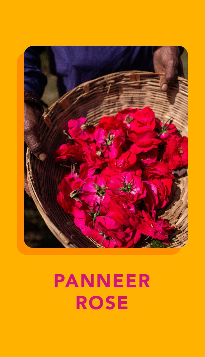 Panneer Rose