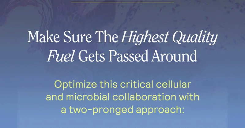 Make Sure The Highest Quality Fuel Gets Passed Around. Optimize this critical cellular and microbial collaboration with a two-pronged approach: