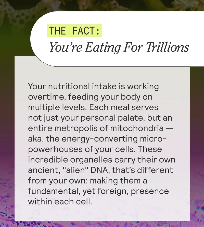 THE FACT: You’re Eating For Trillions. Your nutritional intake is working overtime, feeding your body on multiple levels. Each meal serves not just your personal palate, but an entire metropolis of mitochondria — aka, the energy-converting micro-powerhouses of your cells. These incredible organelles carry their own ancient, "alien" DNA that’s different from your own; making them a fundamental, yet foreign, presence within each cell.