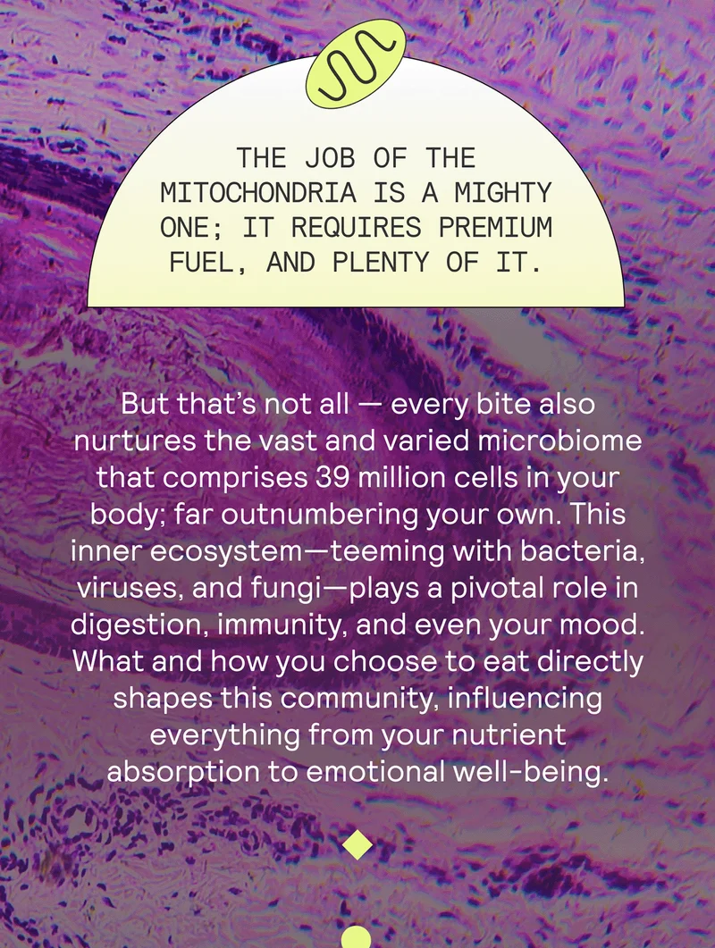 The job of the mitochondria is a mighty one; it requires premium fuel, and plenty of it.   But that’s not all — every bite also nurtures the vast and varied microbiome that comprises 39 million cells in your body; far outnumbering your own. This inner ecosystem—teeming with bacteria, viruses, and fungi—plays a pivotal role in digestion, immunity, and even your mood. What and how you choose to eat directly shapes this community, influencing everything from your nutrient absorption to emotional well-being.