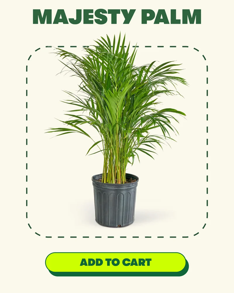 Majesty Palm'[ ADD TO CART]