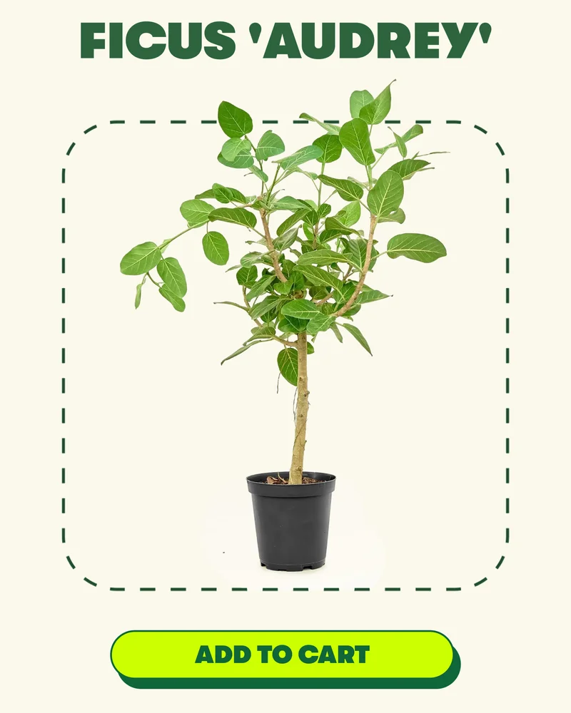 Ficus 'Audrey' [ ADD TO CART]