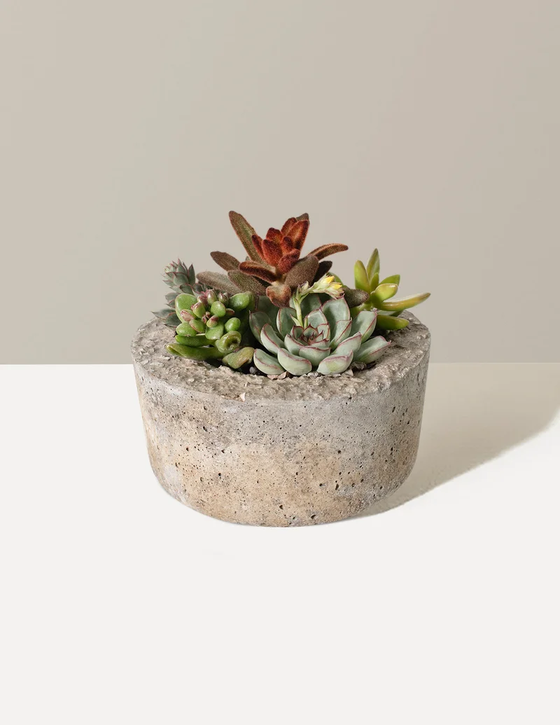 Image of Succulent Dish Garden