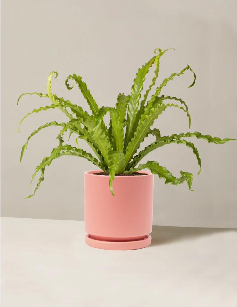 Image of Bird's Nest Fern