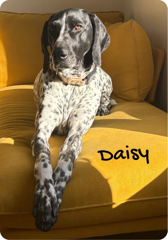 Daisy