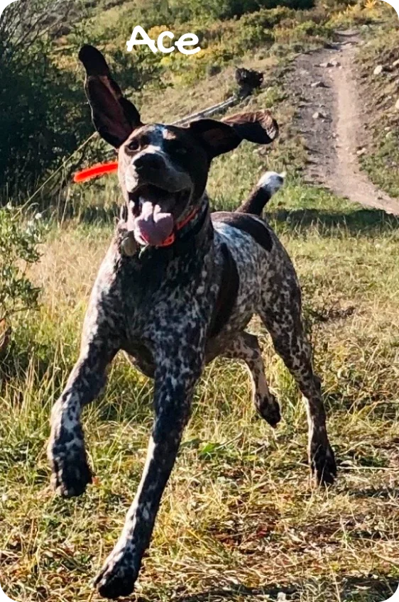 Ace