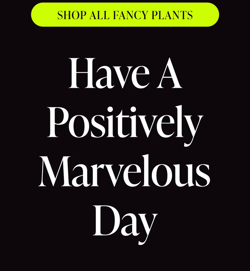 Shop All Fancy Plants. Have a Positively Marvelous Day