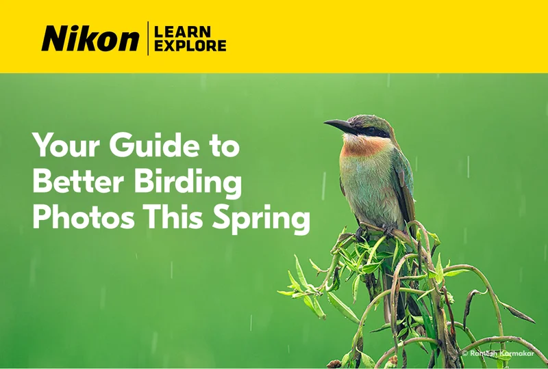 Nikon Learn and Explore | Your Guide to Better Birding Photos This Spring