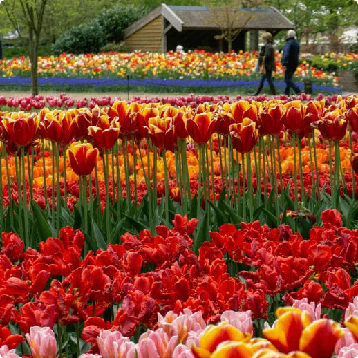 The Netherlands