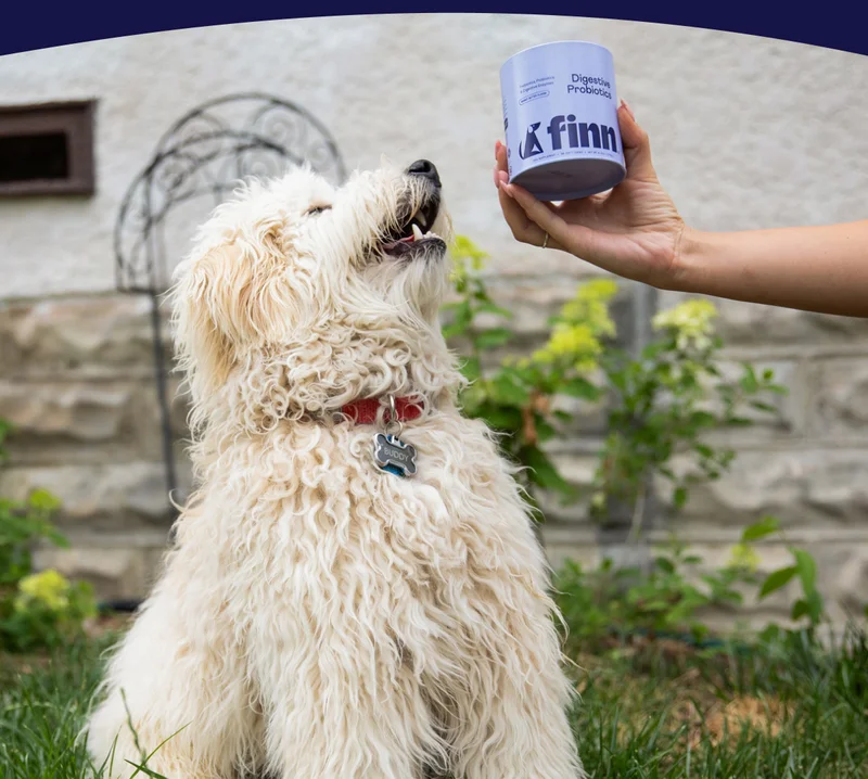 Doggo enjoying new peanut butter Digestive Probiotics soft chews from Finn – available now on Amazon! Get Them Hooked –>