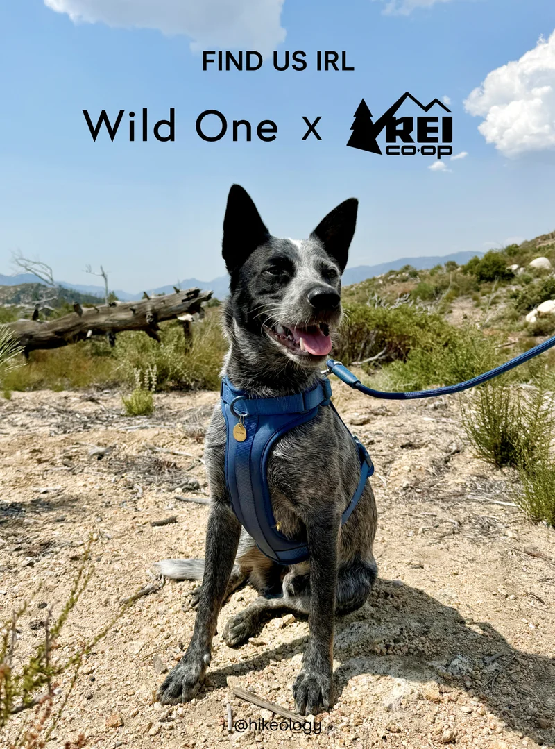 FIND US IRL Wild One x REI