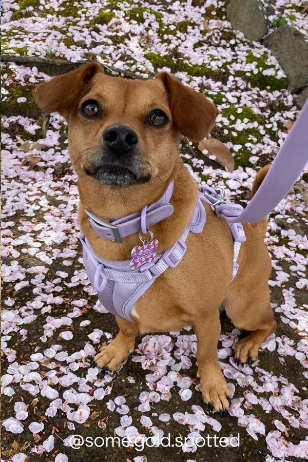 lilac harness and leash