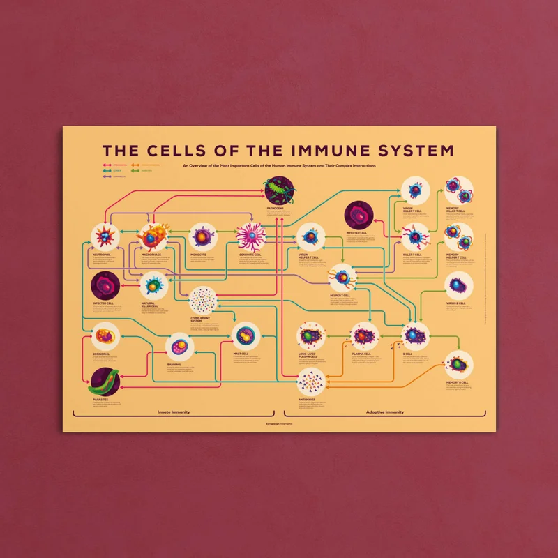Image of Immune Infographic Poster